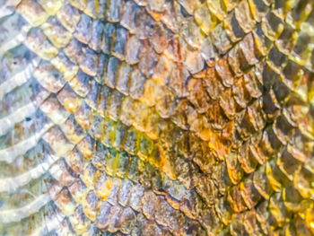 Full frame shot of a lizard