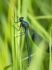 Close-up of insect on plant