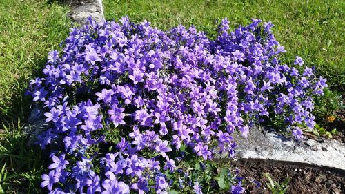 Close-up of purple crocus blooming on field