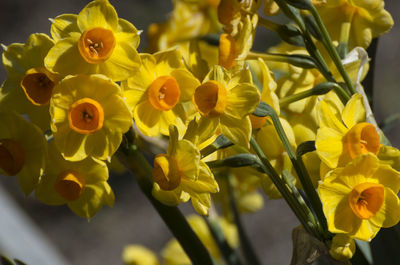 Close-up of yellow flowers blooming outdoors