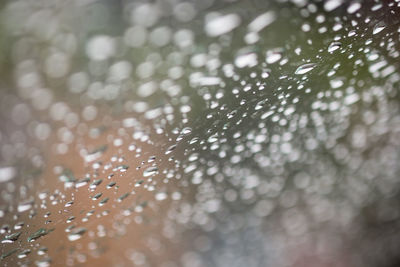 Full frame shot of wet raindrops on plant