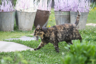 The cat caught a mouse. animal holds the mouse in teeth outdoors on green grass background