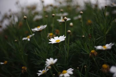 Close-up of white daisy flowers on field