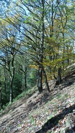 Trees in forest