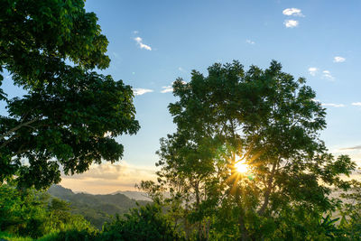 Sunlight streaming through trees against sky during sunset