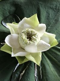 Close-up of white flowering plant