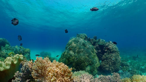 sea