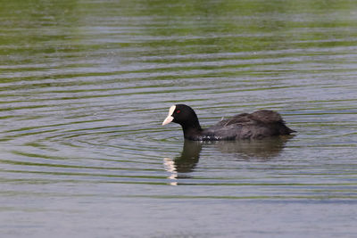 Duck swimming in a lake