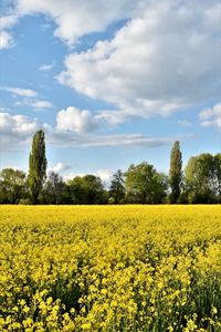 Scenic view of oilseed rape field against sky