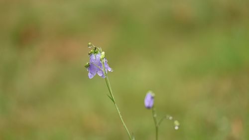 Close-up of purple flowering plant