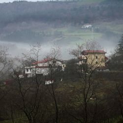 Trees against cloudy sky