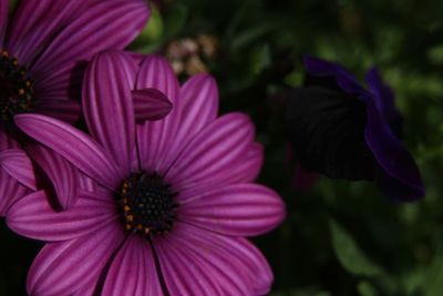 Close-up of pink flower