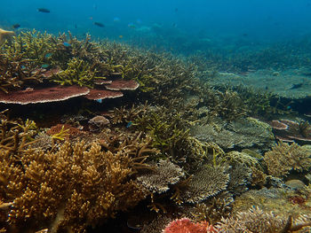 Beautiful coral found at coral reef area at tioman island, malaysia