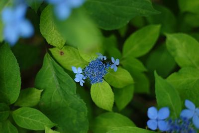 Close-up of fresh blue flowers