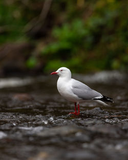 Close-up of seagull perching on a land