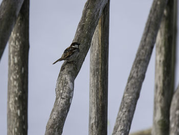 Low angle view of bird perching on tree against sky