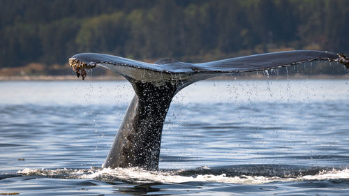 View of whale tail in sea