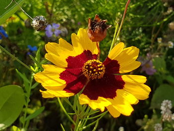 Close-up of honey bee on yellow flowering plant