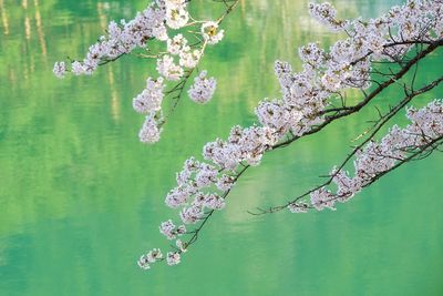 Close-up of cherry blossom tree