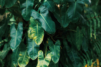 Close-up of fresh green leaves