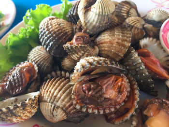 Close-up of seashells