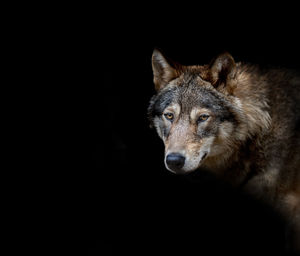 Close-up of wolf against black background