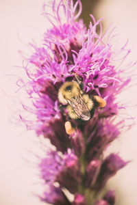 Close-up of bee pollinating on pink flower