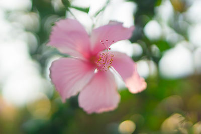 Close-up of pink flowering plant