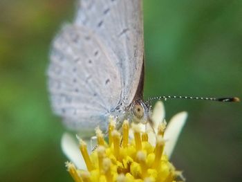 Close-up of butterfly on flower