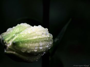 Close-up of wet flower against black background