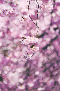 Close-up of pink cherry blossom