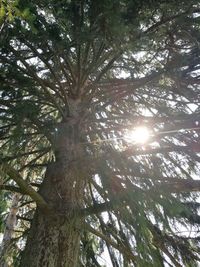 Low angle view of trees in forest