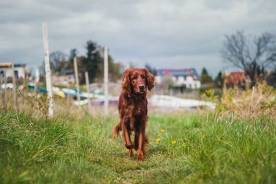 Portrait of dog on grass