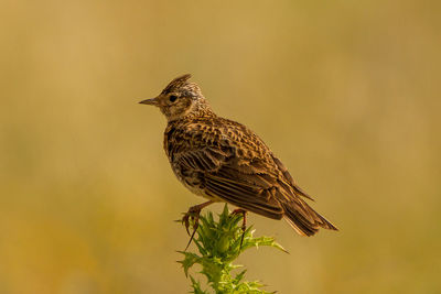 Close-up of bird perching on a plant