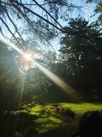 Sun shining through trees