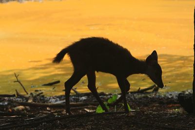 Dog standing on beach during sunset