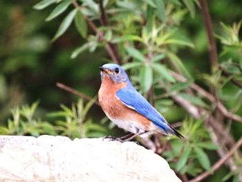 Close-up of bird perching on tree