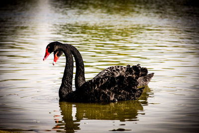 Birds in calm lake