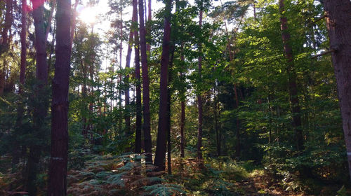 Trees in forest