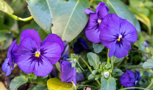 Close-up of purple flowering plants