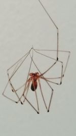 Close-up of spider on wall