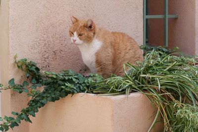 Cat sitting by plants