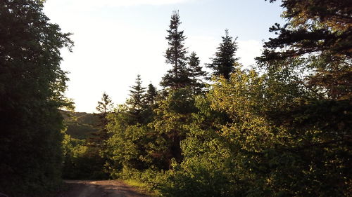 Trees in forest against clear sky