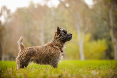 Puppy standing on field