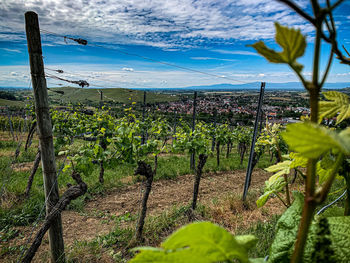 View of vineyard against sky