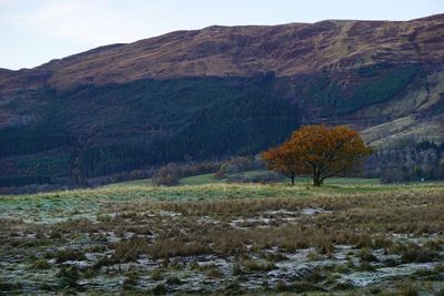 Trees on field against mountain during autumn