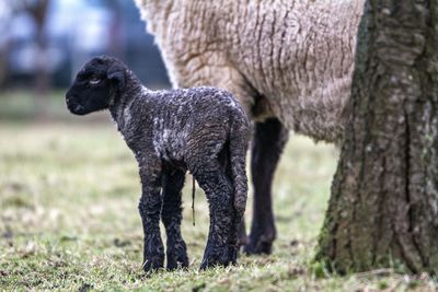 Sheep with lamb standing on field