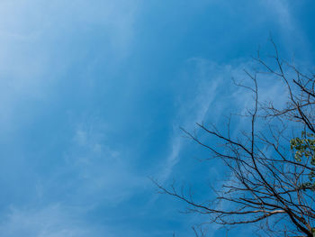 Low angle view of bare tree against blue sky