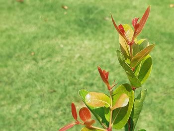 Close-up of flower blooming outdoors