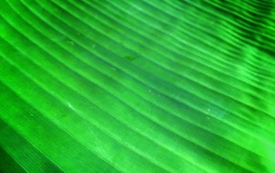 Full frame shot of palm leaves